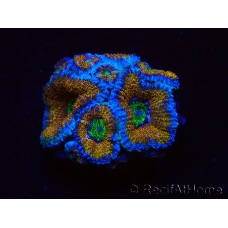 WYSIWYG Micromussa lordhowensis (ex Acanthastrea) 6H6