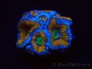 WYSIWYG Micromussa lordhowensis (antes Acanthastrea) 6H6