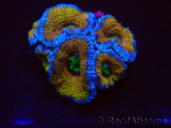 WYSIWYG Micromussa lordhowensis (ex Acanthastrea) 6H7