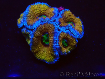 WYSIWYG Micromussa lordhowensis (ex Acanthastrea) 6H7