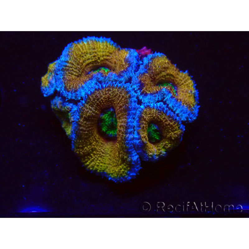 WYSIWYG Micromussa lordhowensis (ex Acanthastrea) 6H7