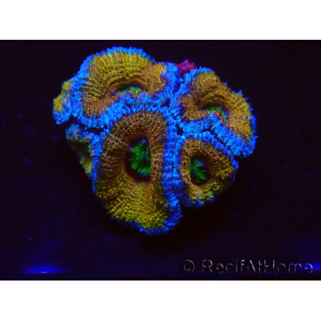 WYSIWYG Micromussa lordhowensis (ex Acanthastrea) 6H7