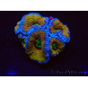 WYSIWYG Micromussa lordhowensis (ex Acanthastrea) 6H7