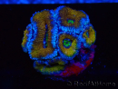 WYSIWYG Micromussa lordhowensis (ex Acanthastrea) 6H8
