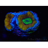 WYSIWYG Micromussa lordhowensis (ex Acanthastrea) 6H9