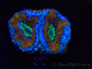 WYSIWYG Micromussa lordhowensis (ehemals Acanthastrea) 6K