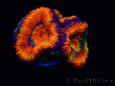 WYSIWYG Micromussa lordhowensis (ex Acanthastrea) 6I1