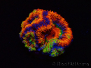 WYSIWYG Micromussa lordhowensis (ehemals Acanthastrea) 6I2