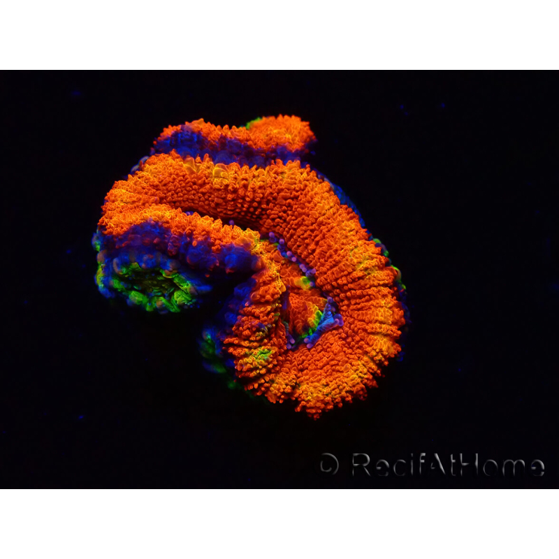 WYSIWYG Micromussa lordhowensis (ehemals Acanthastrea) 6I3