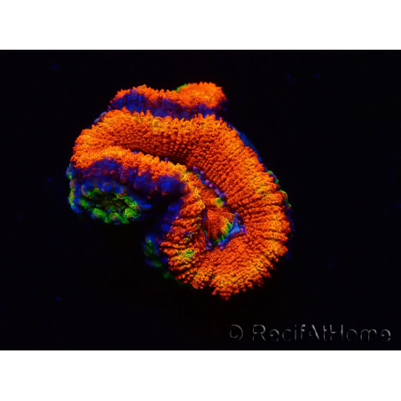 WYSIWYG Micromussa lordhowensis (anteriormente Acanthastrea) 6I3