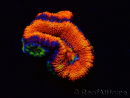 WYSIWYG Micromussa lordhowensis (ex Acanthastrea) 6I3