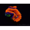 WYSIWYG Micromussa lordhowensis (ehemals Acanthastrea) 6I3