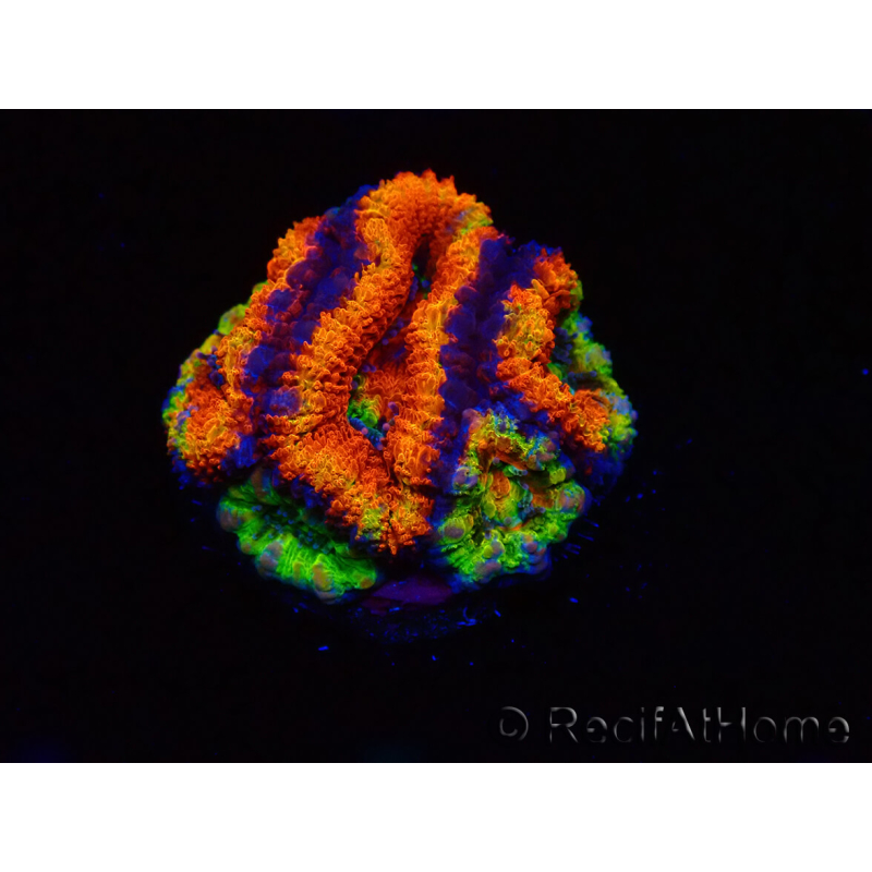 WYSIWYG Micromussa lordhowensis (formerly Acanthastrea) 6I4