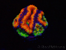 WYSIWYG Micromussa lordhowensis (ex Acanthastrea) 6I4