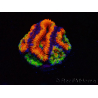 WYSIWYG Micromussa lordhowensis (formerly Acanthastrea) 6I4