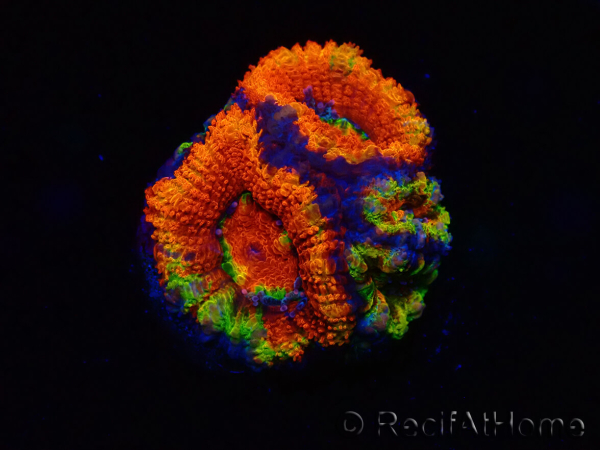 WYSIWYG Micromussa lordhowensis (ehemals Acanthastrea) 6I5