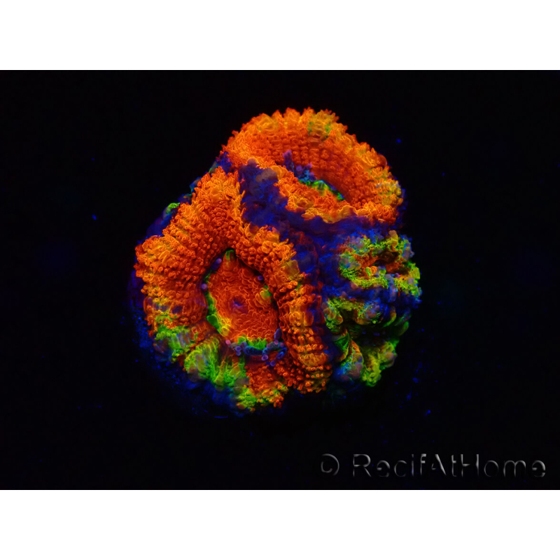 WYSIWYG Micromussa lordhowensis (ex Acanthastrea) 6I5