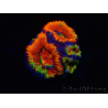 WYSIWYG Micromussa lordhowensis (ex Acanthastrea) 6I5