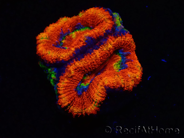 WYSIWYG Micromussa lordhowensis (ehemals Acanthastrea) 6I6