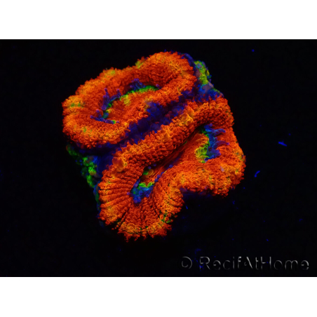 WYSIWYG Micromussa lordhowensis (anteriormente Acanthastrea) 6I6