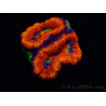 WYSIWYG Micromussa lordhowensis (anteriormente Acanthastrea) 6I6