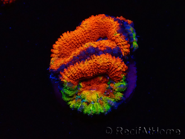WYSIWYG Micromussa lordhowensis (formerly Acanthastrea) 6I7