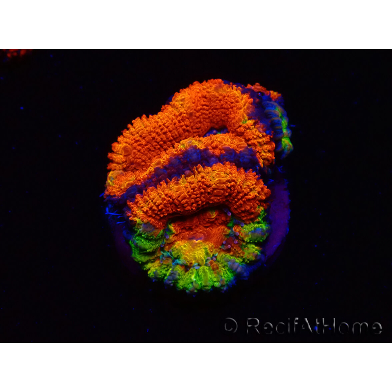 WYSIWYG Micromussa lordhowensis (ex Acanthastrea) 6I7
