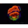 WYSIWYG Micromussa lordhowensis (ex Acanthastrea) 6I7