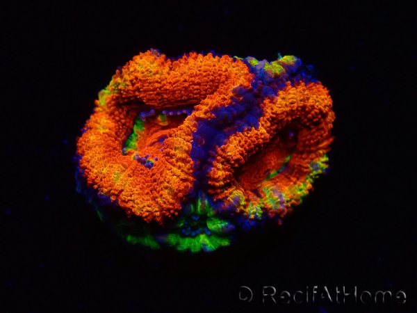 WYSIWYG Micromussa lordhowensis (formerly Acanthastrea) 6I8