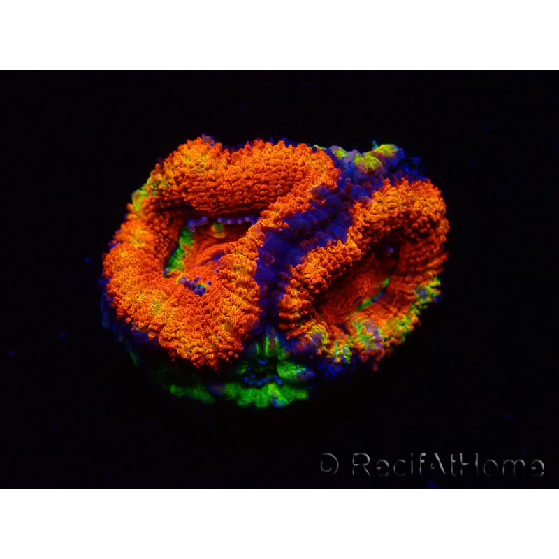 WYSIWYG Micromussa lordhowensis (ex Acanthastrea) 6I8
