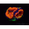 WYSIWYG Micromussa lordhowensis (ex Acanthastrea) 6I8
