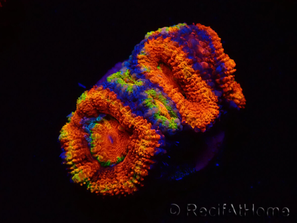 WYSIWYG Micromussa lordhowensis (formerly Acanthastrea) 6K