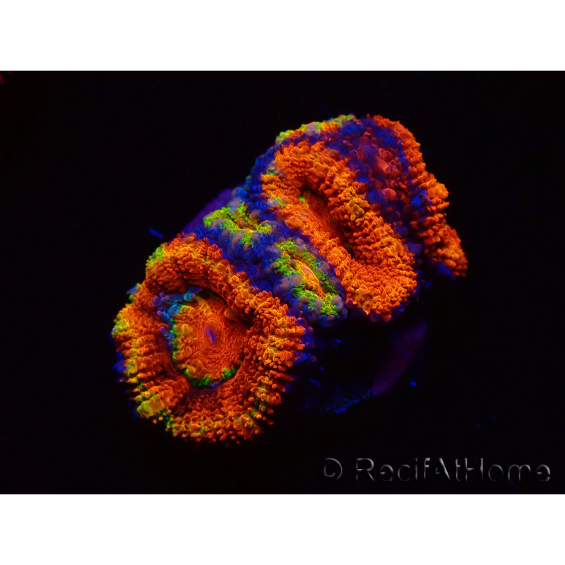 WYSIWYG Micromussa lordhowensis (antes Acanthastrea) 6K