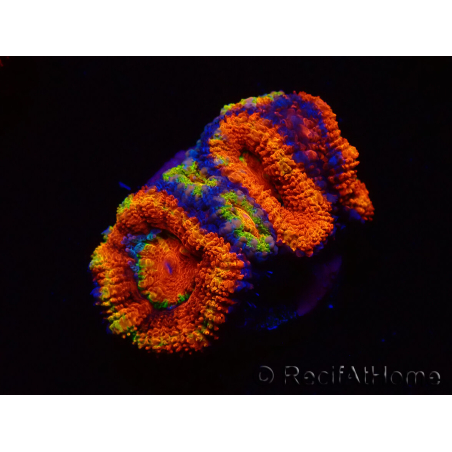 WYSIWYG Micromussa lordhowensis (antes Acanthastrea) 6K