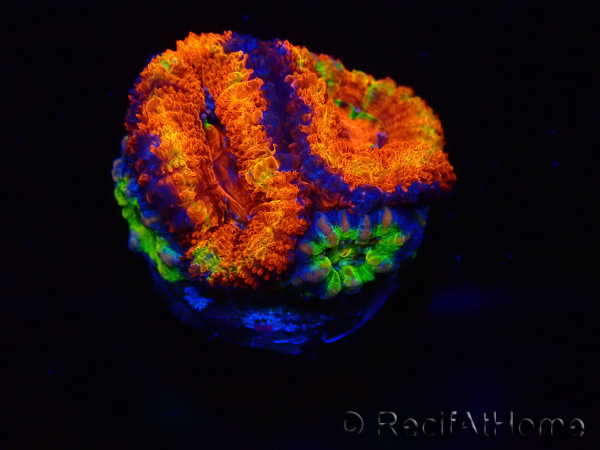WYSIWYG Micromussa lordhowensis (ex Acanthastrea) 6K