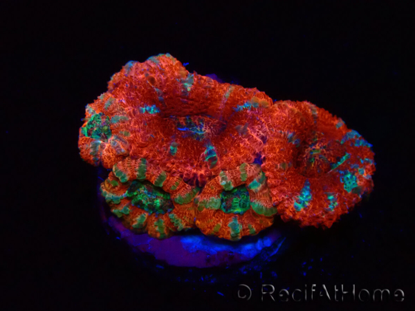 WYSIWYG Micromussa lordhowensis (ex Acanthastrea) 6J1