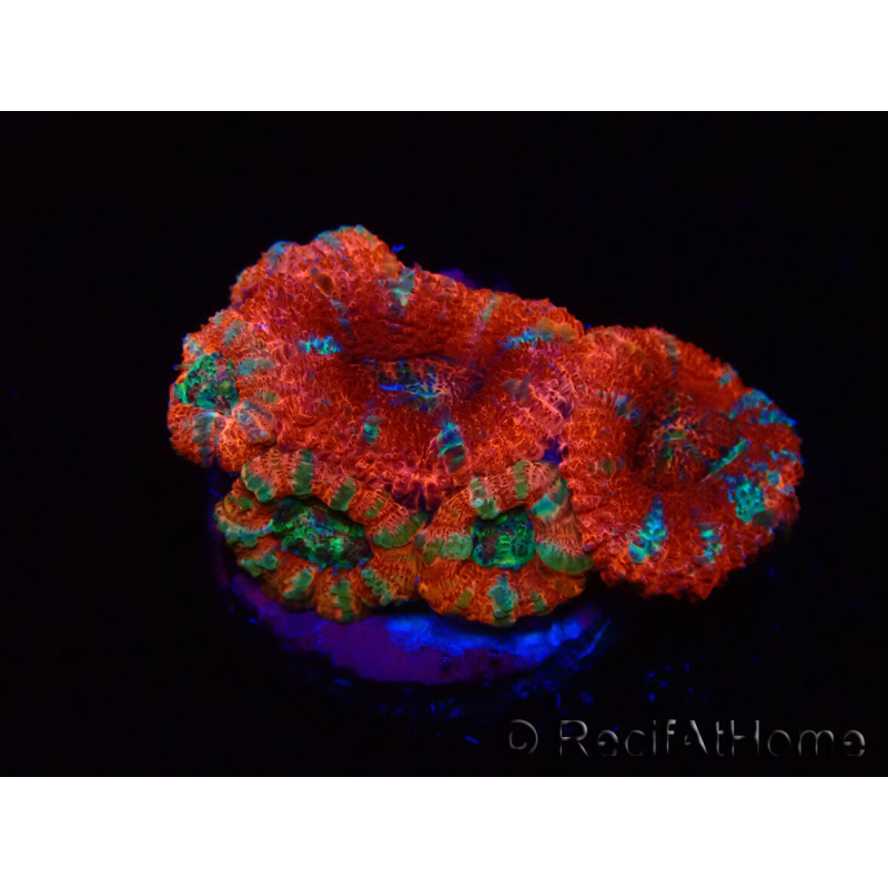WYSIWYG Micromussa lordhowensis (ex Acanthastrea) 6J1