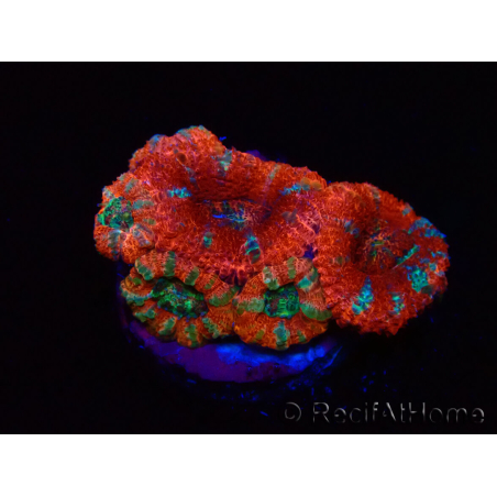 WYSIWYG Micromussa lordhowensis (ex Acanthastrea) 6J1