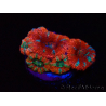 WYSIWYG Micromussa lordhowensis (formerly Acanthastrea) 6J1