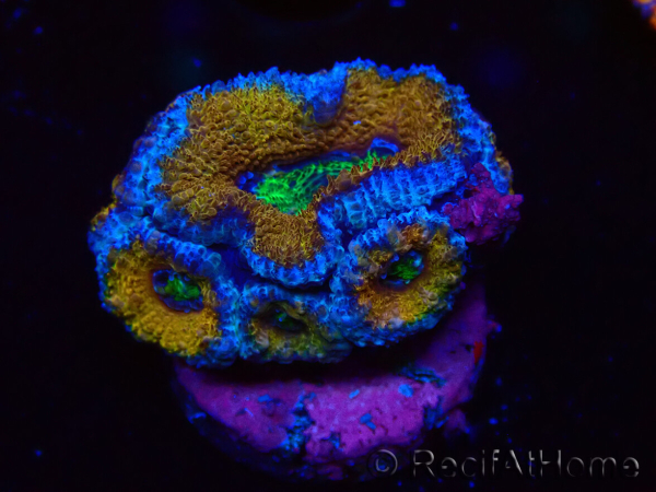 WYSIWYG Micromussa lordhowensis (ehemals Acanthastrea) 6J2