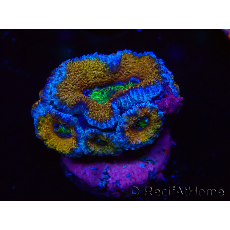 WYSIWYG Micromussa lordhowensis (formerly Acanthastrea) 6J2