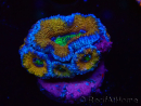 WYSIWYG Micromussa lordhowensis (ex Acanthastrea) 6J2