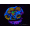 WYSIWYG Micromussa lordhowensis (antes Acanthastrea) 6J2