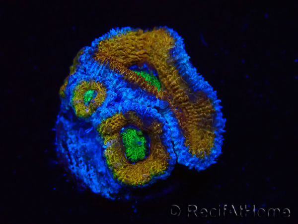 WYSIWYG Micromussa lordhowensis (formerly Acanthastrea) 6J3