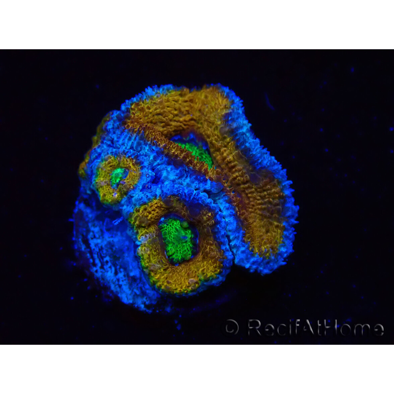 WYSIWYG Micromussa lordhowensis (formerly Acanthastrea) 6J3