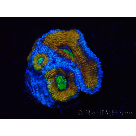 WYSIWYG Micromussa lordhowensis (ex Acanthastrea) 6J3