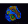 WYSIWYG Micromussa lordhowensis (ex Acanthastrea) 6J3