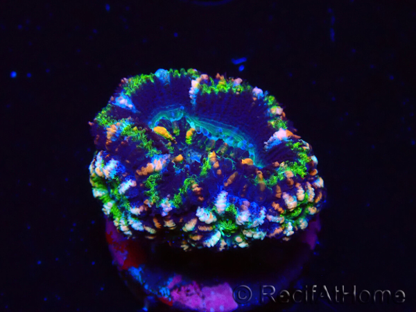 WYSIWYG Micromussa lordhowensis (ex Acanthastrea) 6J4