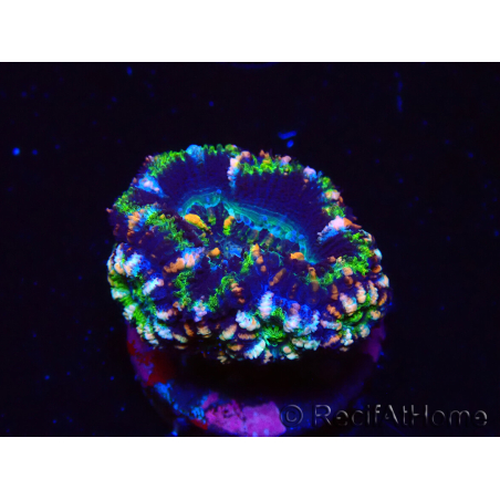 WYSIWYG Micromussa lordhowensis (ex Acanthastrea) 6J4