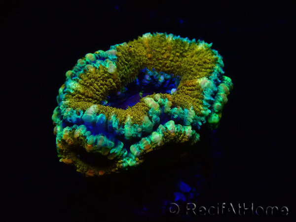WYSIWYG Micromussa lordhowensis (ehemals Acanthastrea)